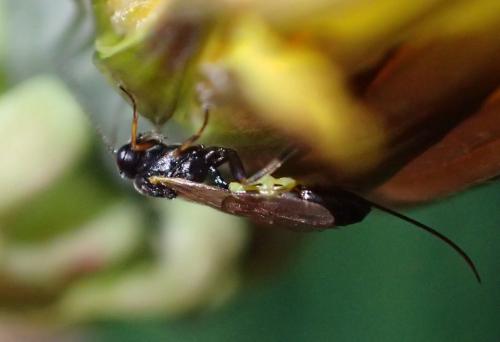 Cremastinae